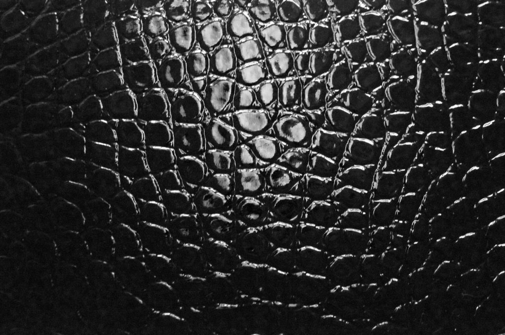 American Alligator Leather Wholesale (A. mississippiensis)