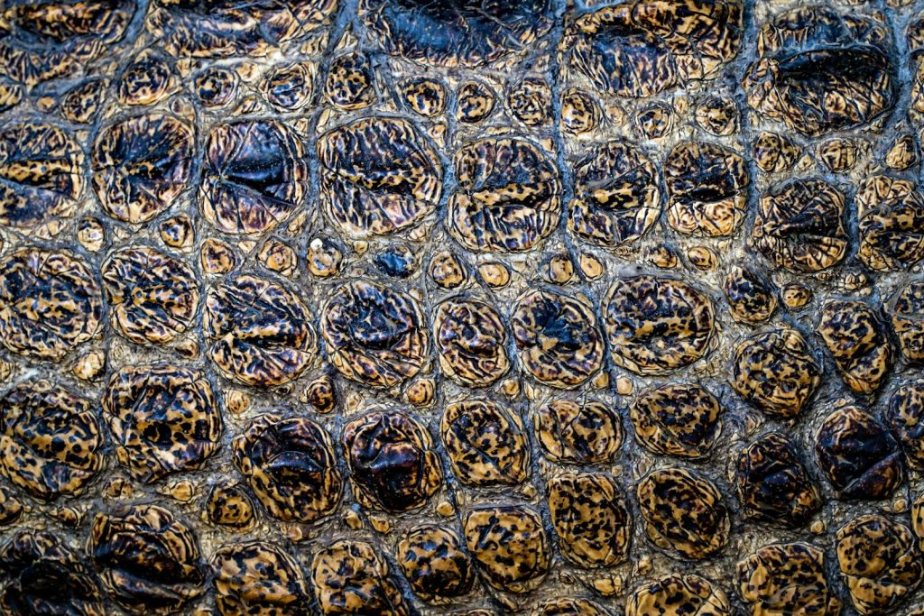 Caiman vs Crocodile Leather: Why the Price Gap