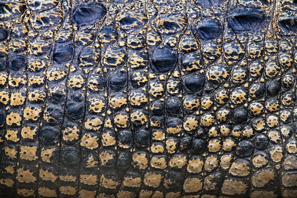 Porosus vs Niloticus: Which Crocodile Skin?