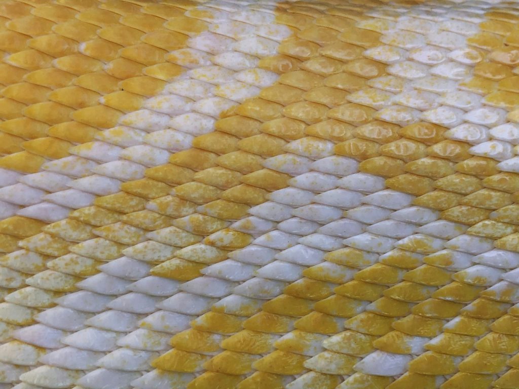 Python Back-Cut vs Belly-Cut, Explained