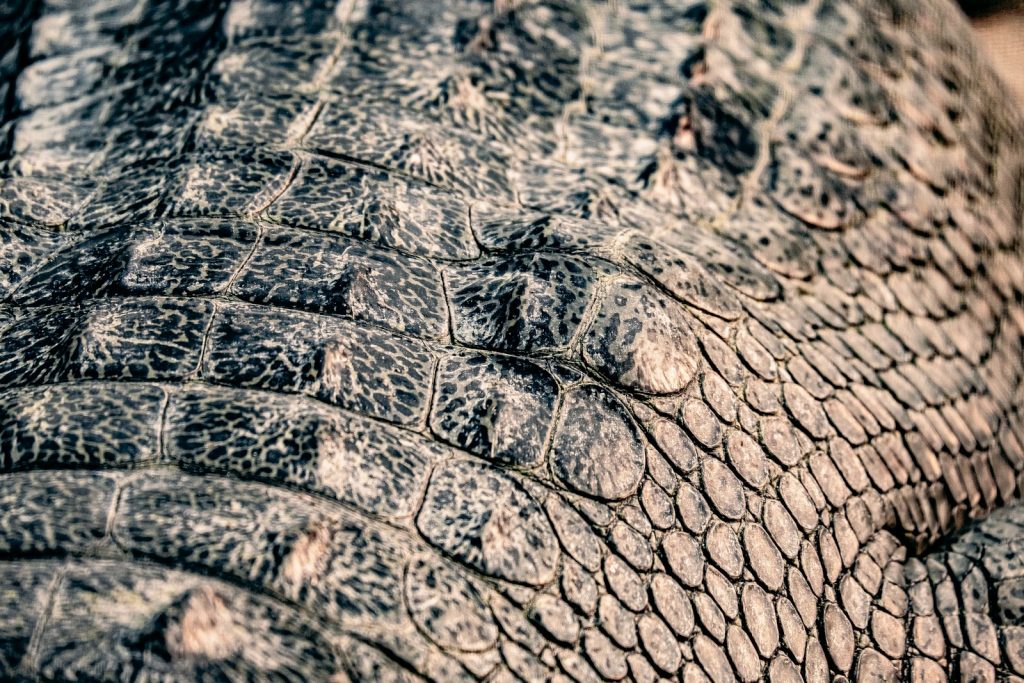 Real vs Fake Exotic Leather: How to Tell