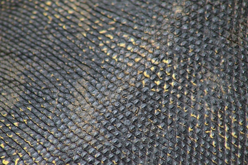 Water Monitor Lizard Leather (Varanus salvator)